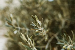 a branch of an olive tree with green leaves