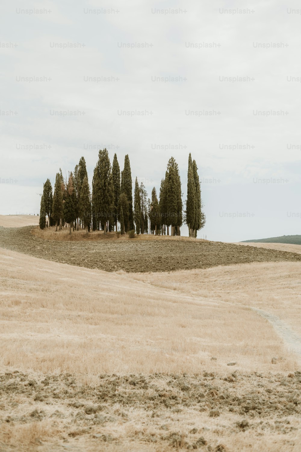a group of trees in a field near a dirt road