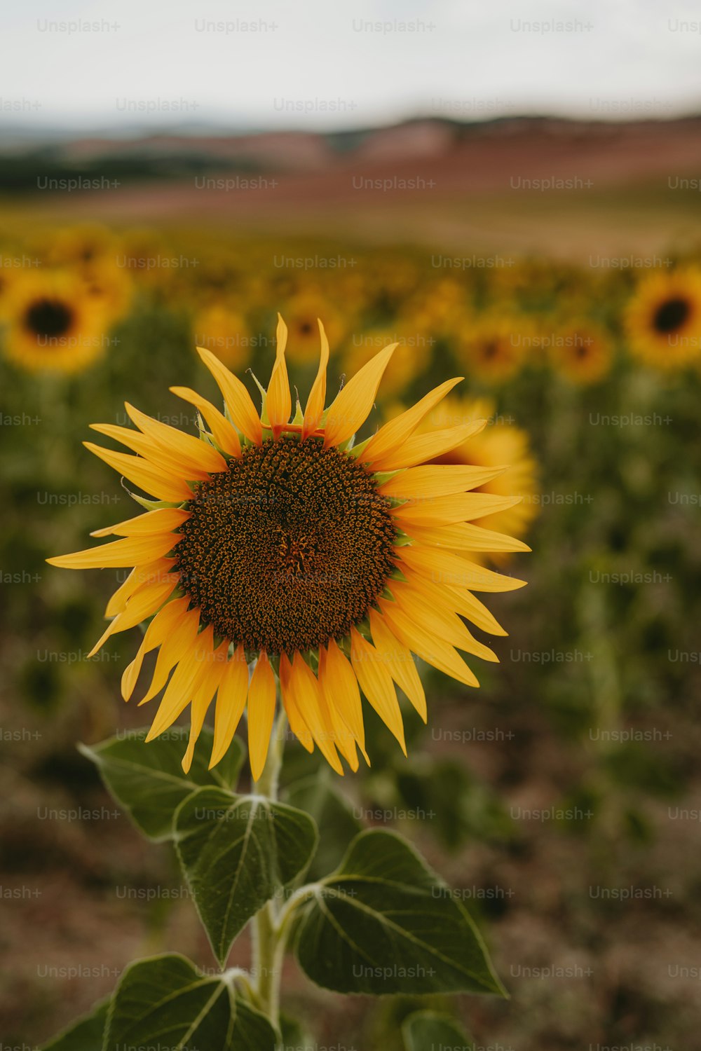 Sunflower Field Pictures [HQ] | Download Free Images on Unsplash
