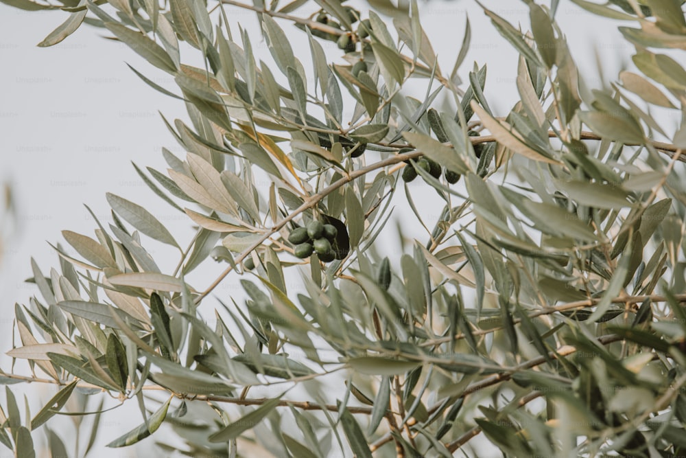 un ulivo con olive verdi che crescono su di esso