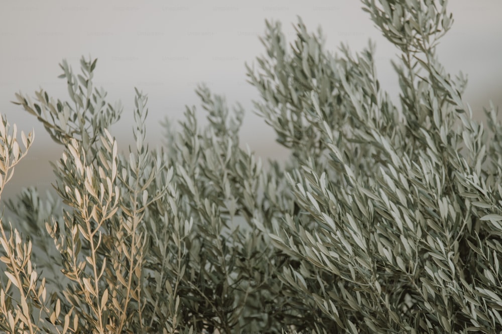 a close up of a bush with lots of leaves