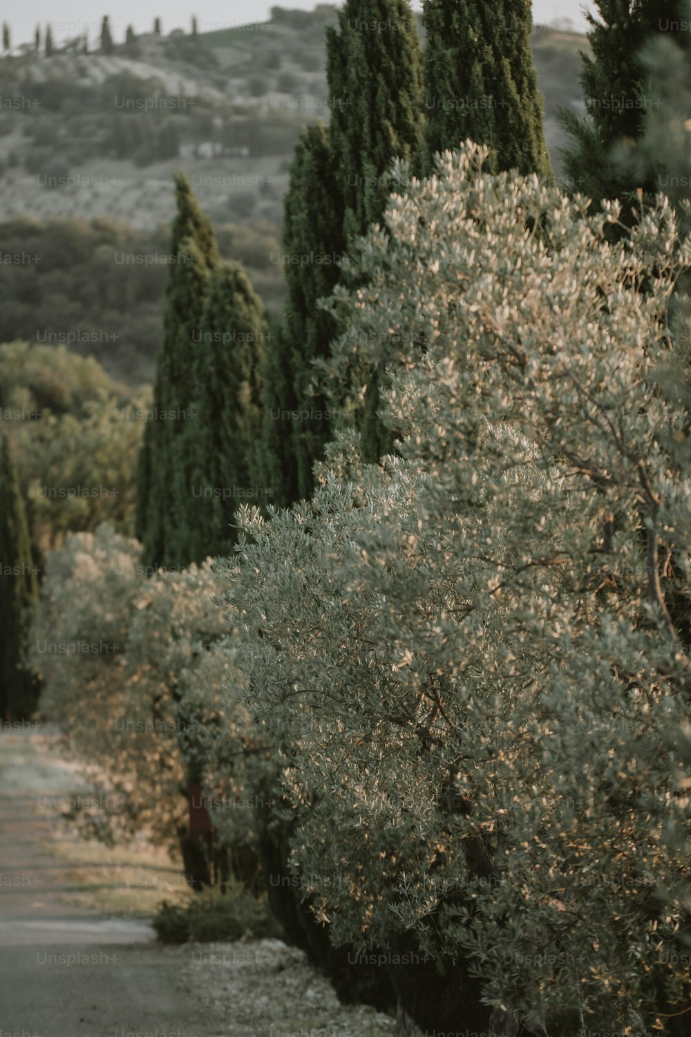 a man riding a skateboard down a street next to trees