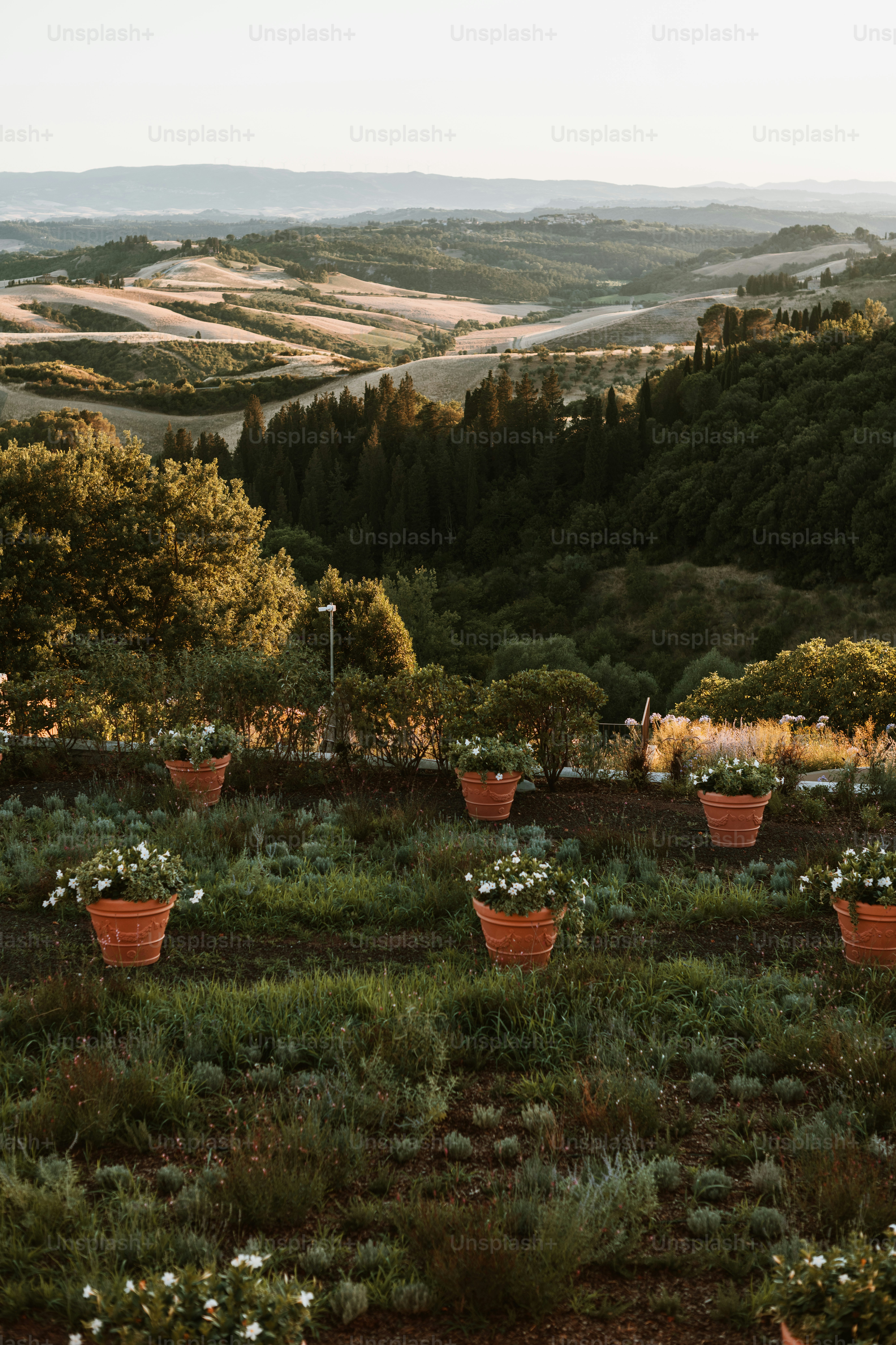 a field with a bunch of flowers in it