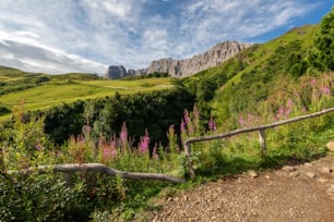 a path in the middle of a lush green valley