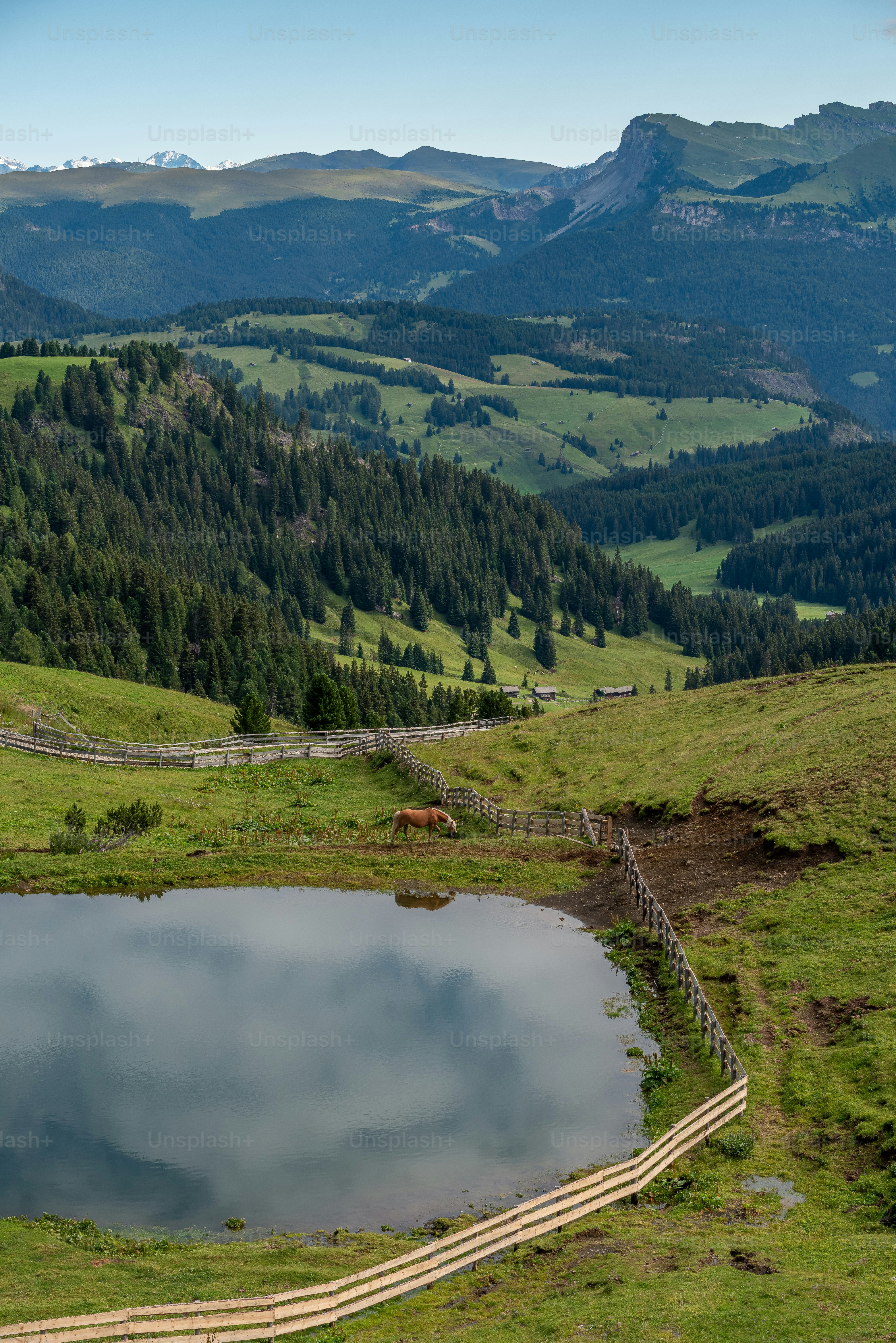 a pond in the middle of a grassy field