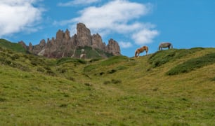two horses grazing on a grassy hill with mountains in the background