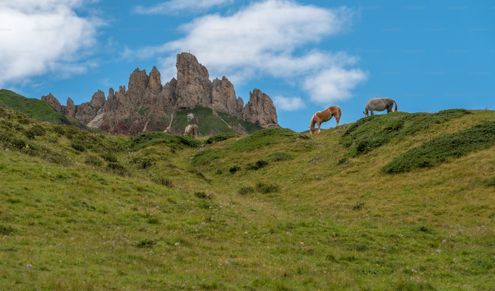 two horses grazing on a grassy hill with mountains in the background