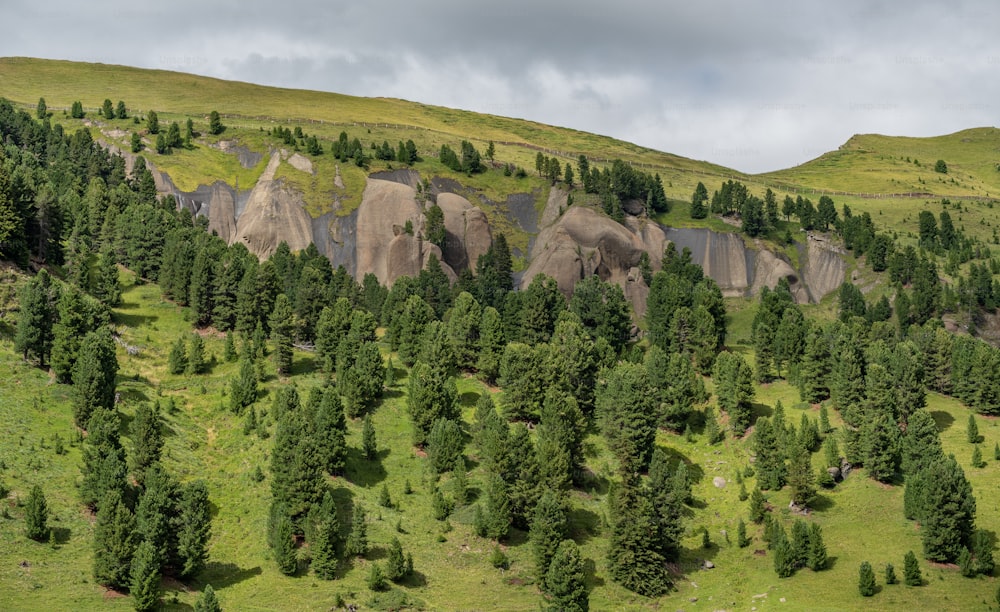 많은 나무로 덮인 무성한 녹색 언덕