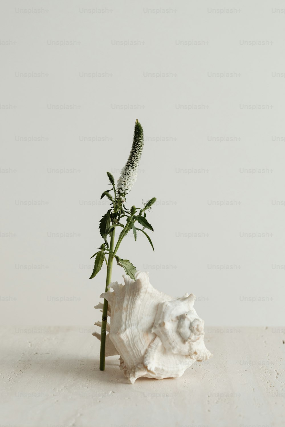 eine weiße Vase mit einer Blume darin
