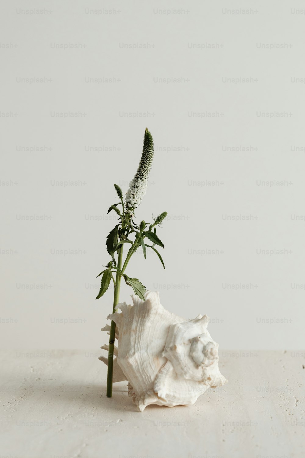 un jarrón blanco con una flor en él