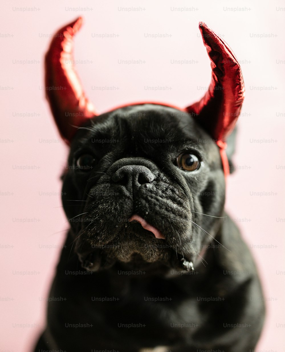 a small black dog with red horns on it's head