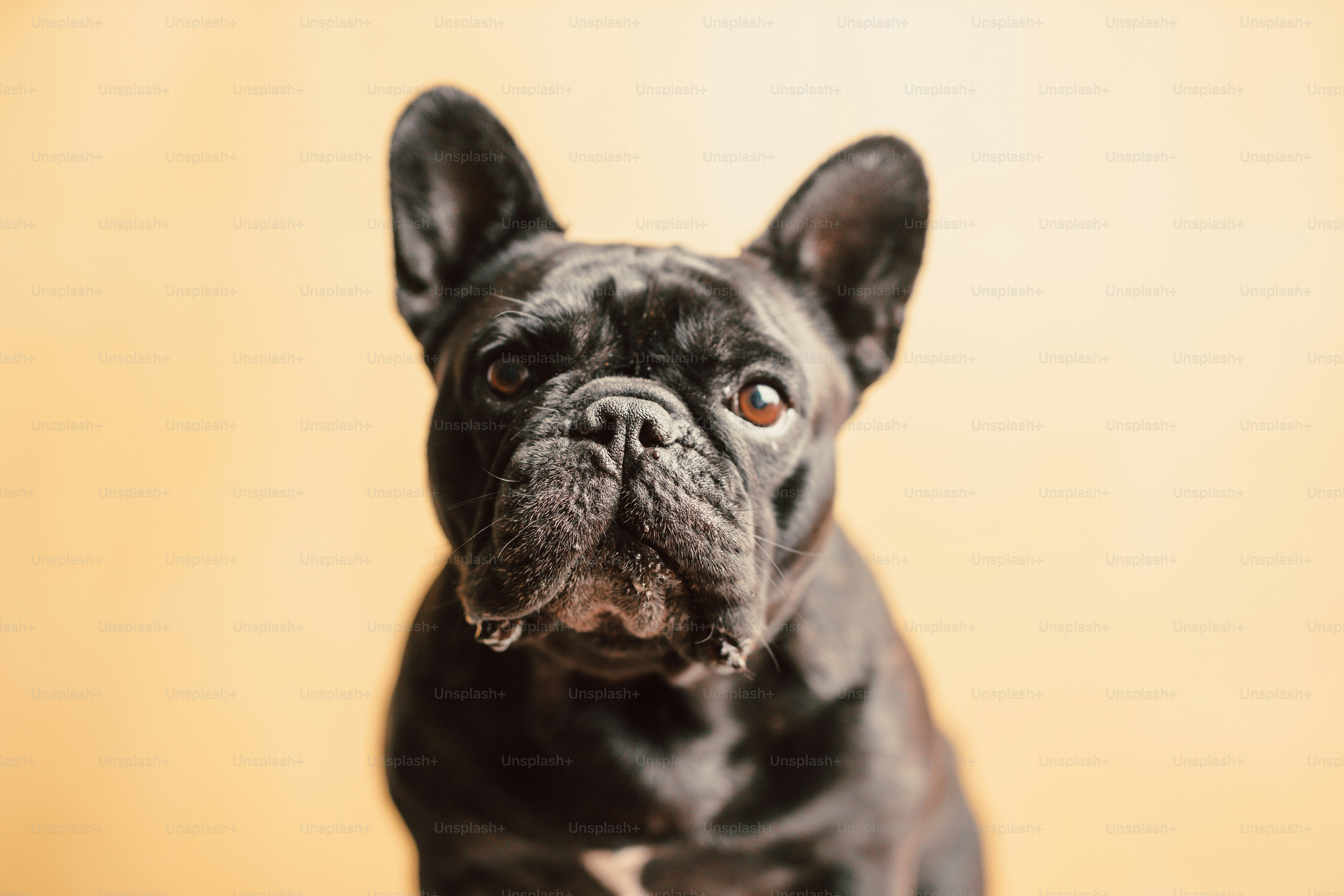 un gros plan d’un chien regardant la caméra