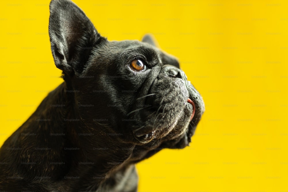 um close up de um cão preto com um fundo amarelo