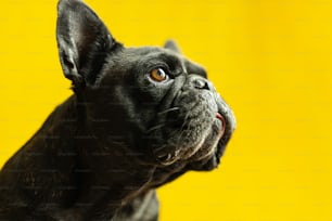 a close up of a black dog with a yellow background