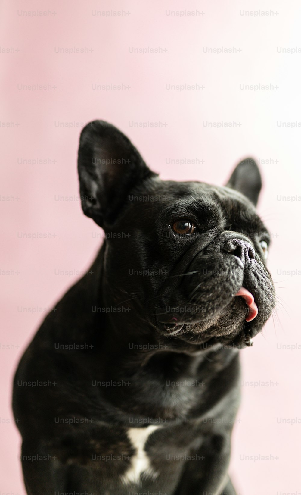 a black and white dog with a pink background