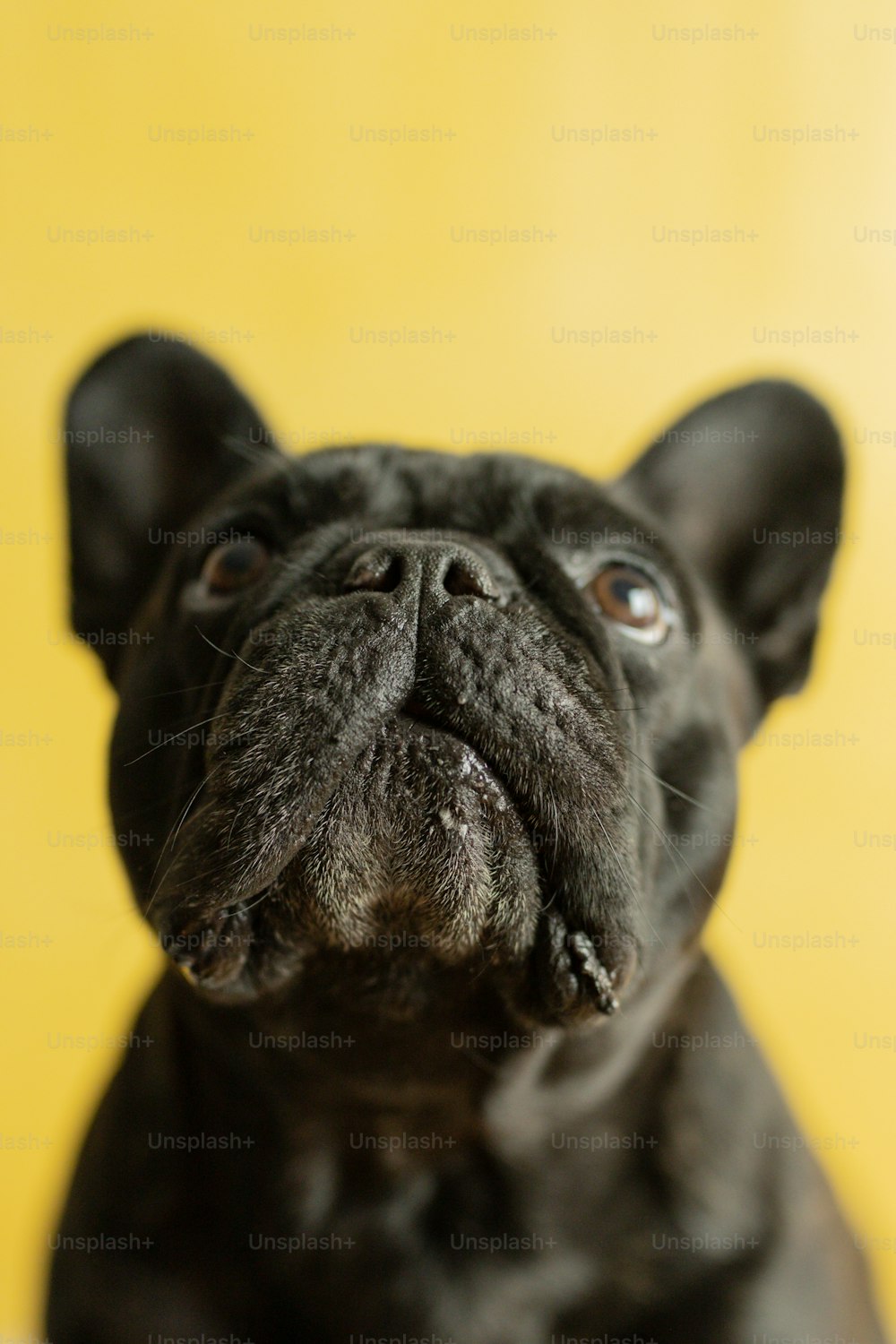 a close up of a black dog with a yellow background