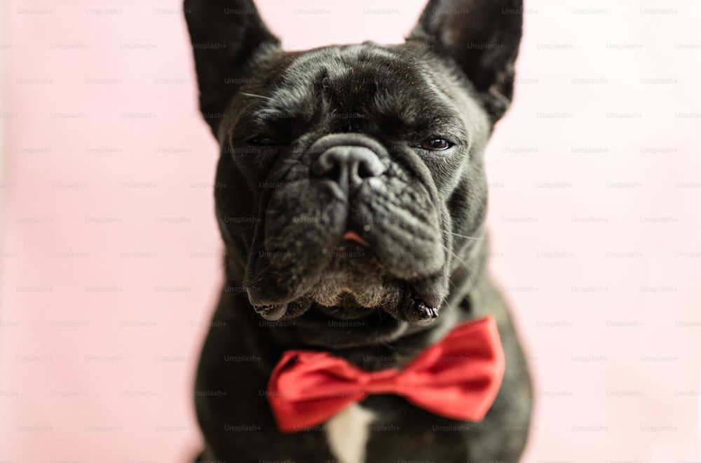 a black dog wearing a red bow tie