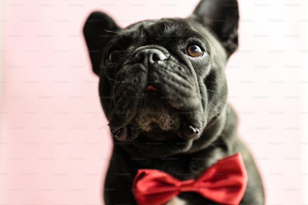 a black dog wearing a red bow tie