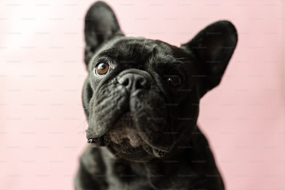 a close up of a black dog with a pink background