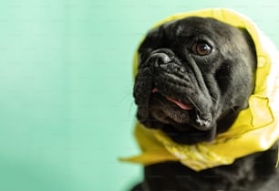 a black dog wearing a yellow bandana