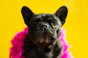 Un pequeño perro negro con un vestido rosa y púrpura