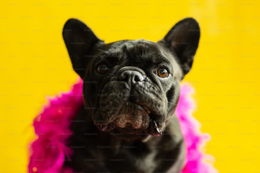 a small black dog wearing a pink and purple dress