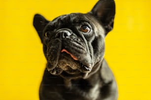Un primo piano di un cane nero su uno sfondo giallo