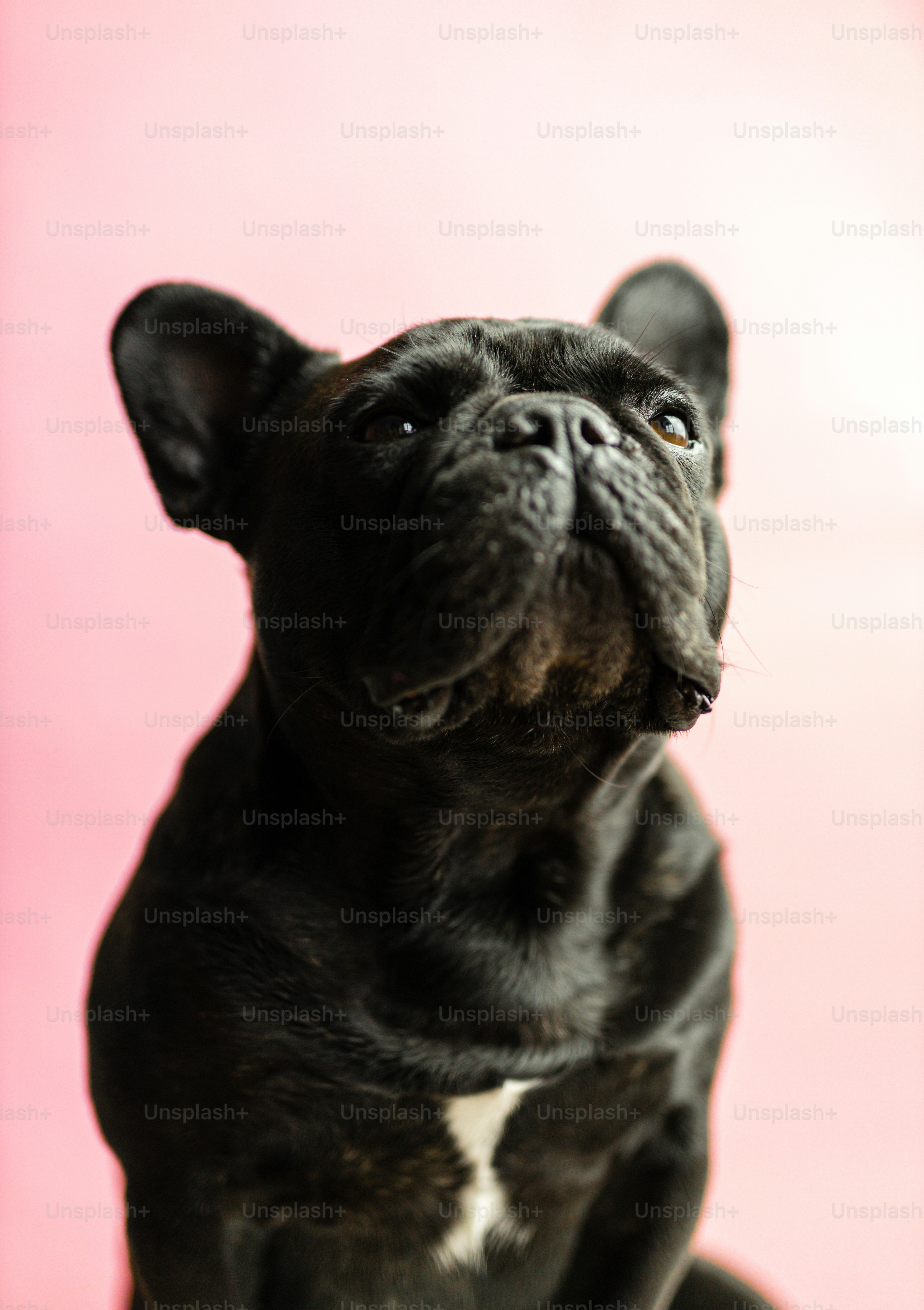 Ein kleiner schwarzer Hund schaut zu einem gelben Knochen auf Foto ...