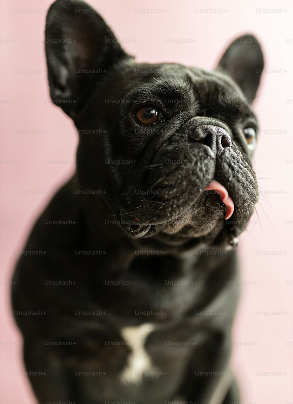 a close up of a dog with a pink background