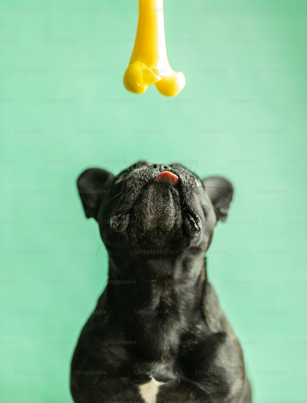 a small black dog playing with a toy