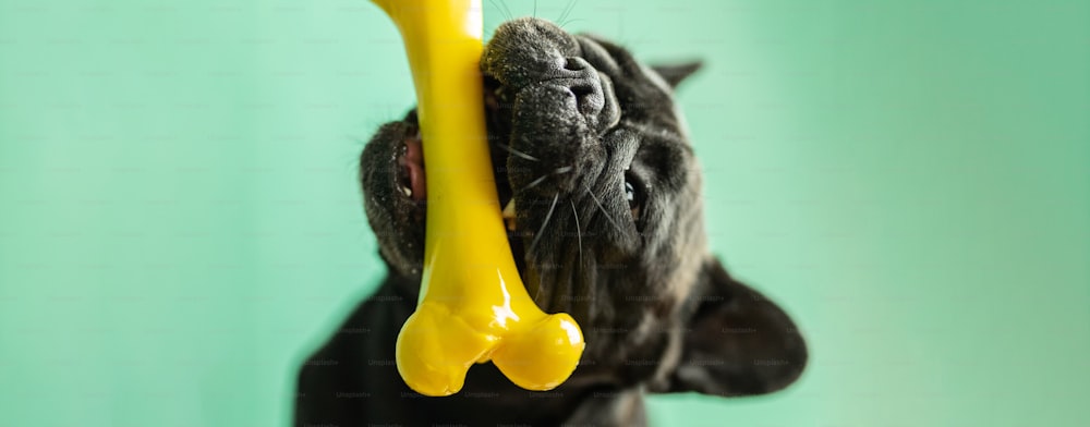 Un cane nero che tiene un osso giallo in bocca