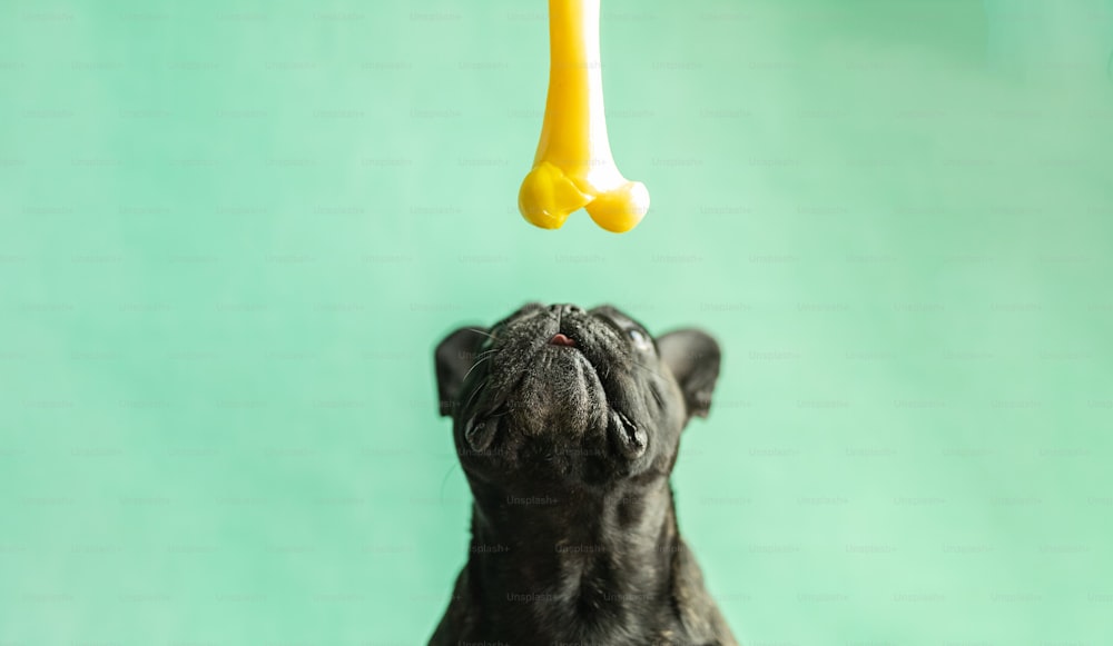 a small black dog looking up at a yellow bone