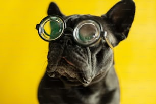 Ein schwarzer Hund mit einer Schutzbrille
