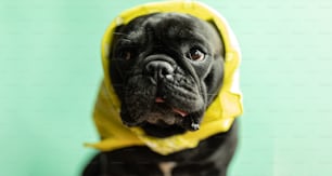 a small black dog wearing a yellow hoodie