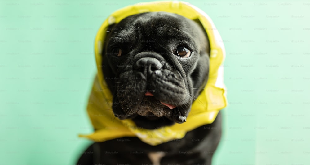 um pequeno cão preto vestindo um capuz amarelo
