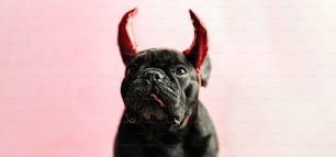 Un cane nero con le corna rosse sulla testa