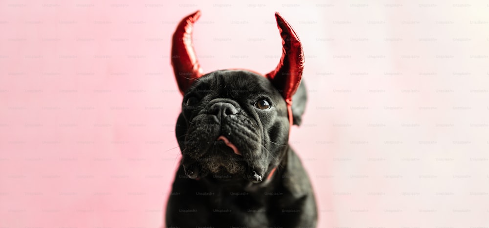 Ein schwarzer Hund mit roten Hörnern auf dem Kopf