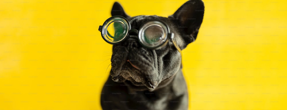 a black dog wearing goggles with a yellow background