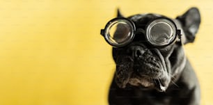 a black dog wearing goggles with a yellow background