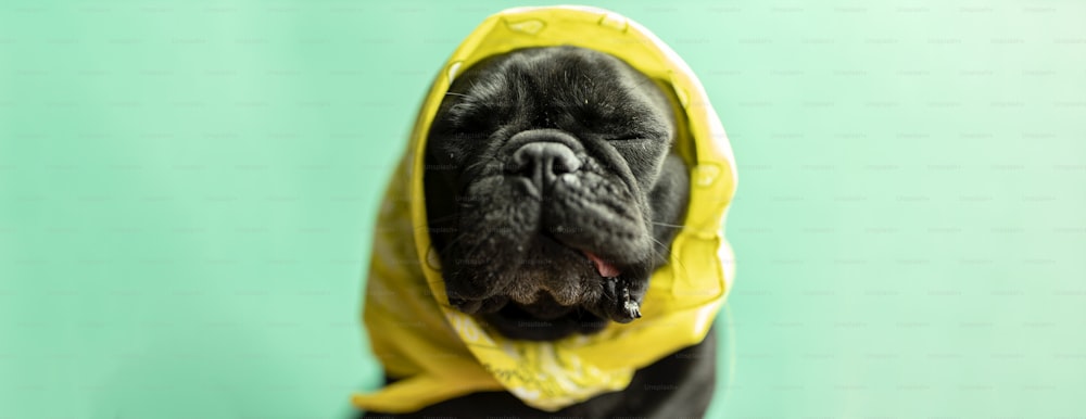 a black dog with a yellow scarf around its neck