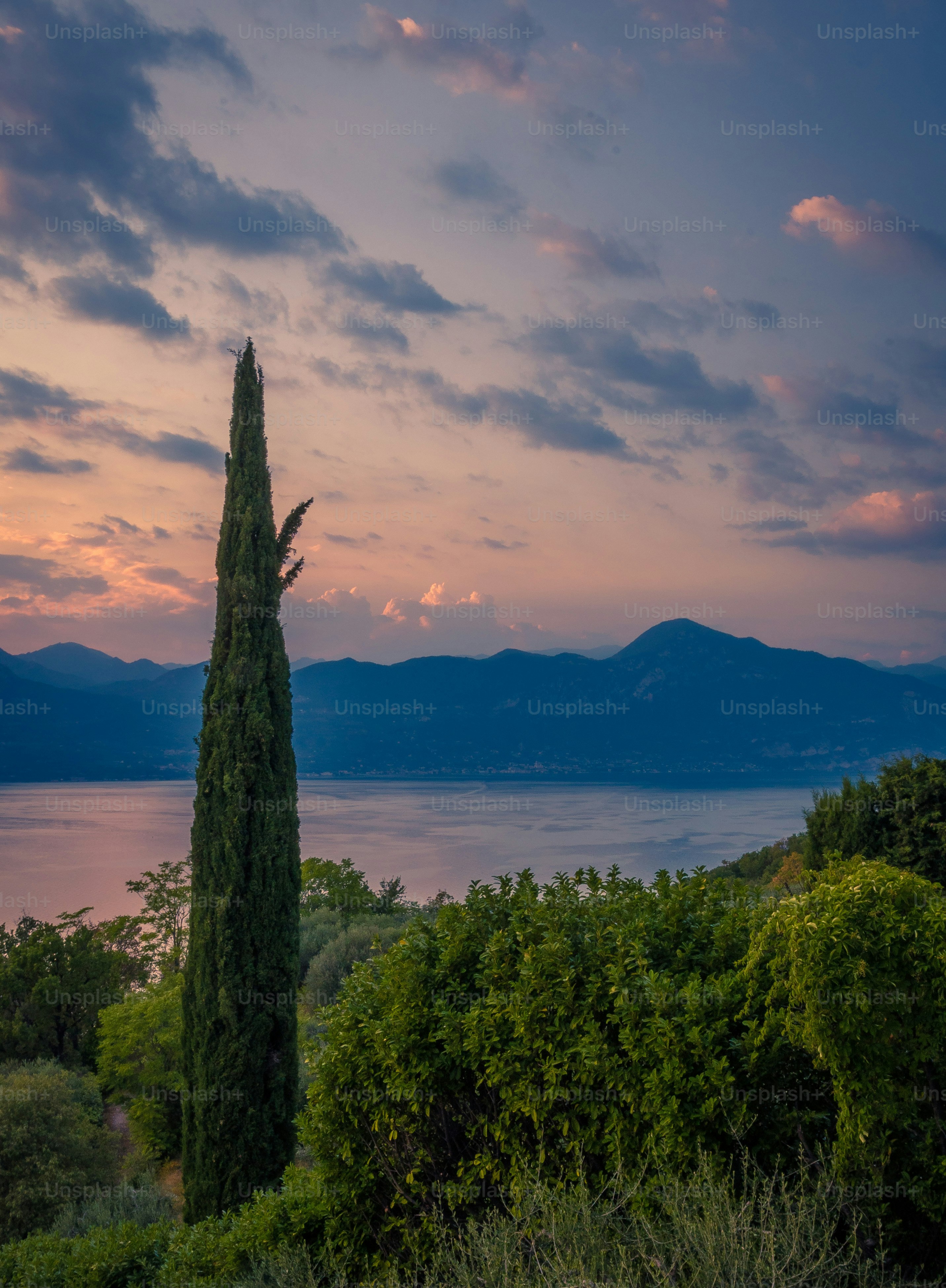 a tall tree sitting next to a lush green forest