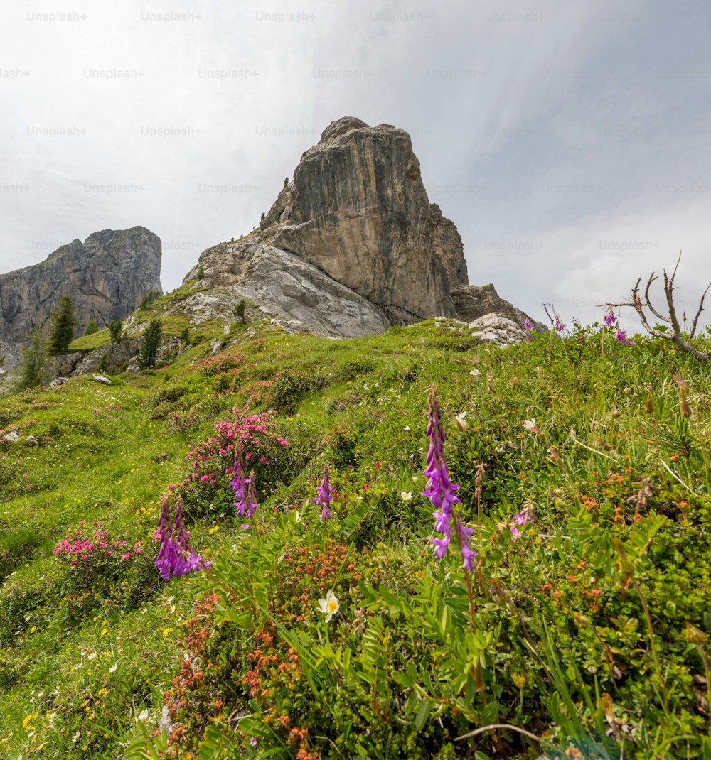 lila Blumen, die an der Seite eines Berges wachsen