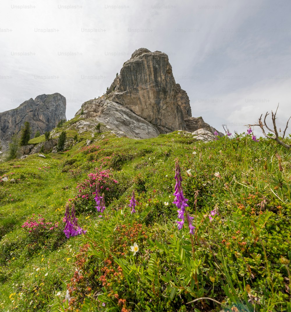 fiori viola che crescono sul fianco di una montagna