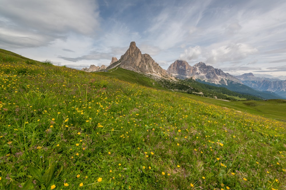 un champ herbeux avec des fleurs jaunes et des montagnes en arrière-plan