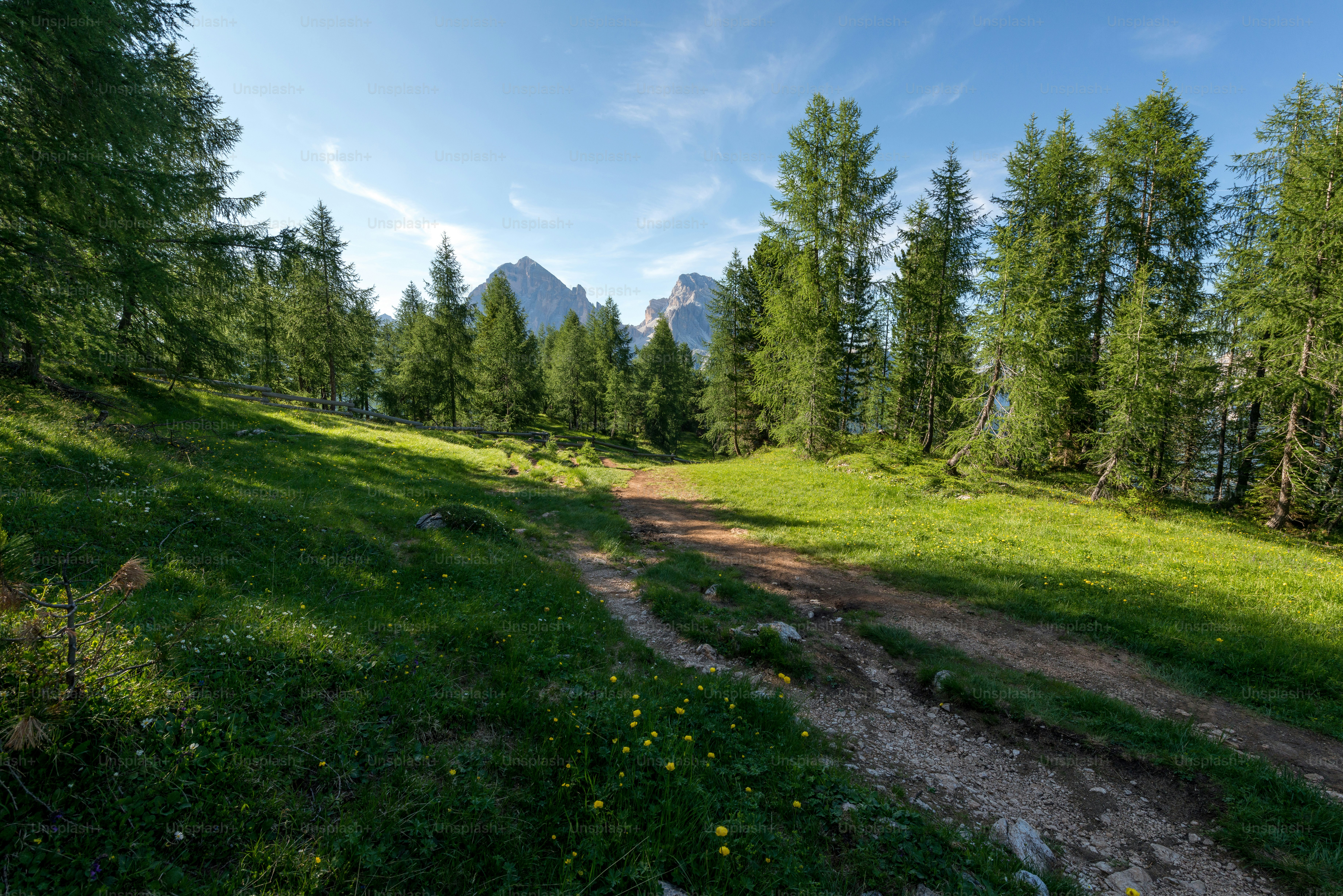 森の真ん中にある未舗装の小道