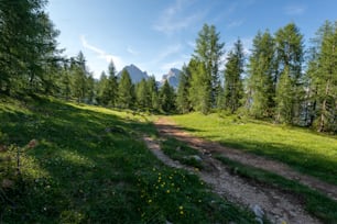 a dirt path in the middle of a forest