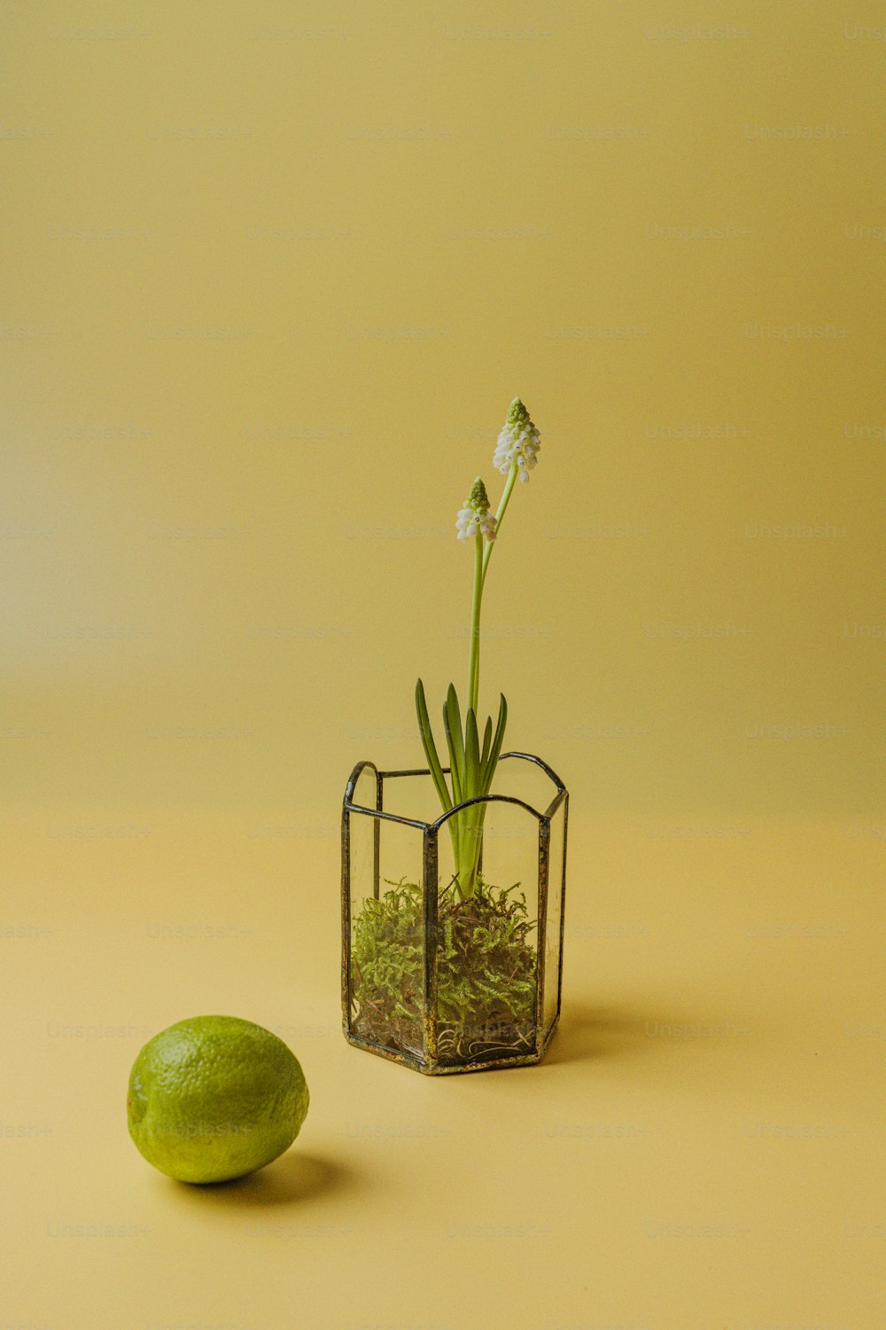 eine kleine Glasvase mit einer Pflanze darin neben einer Limette