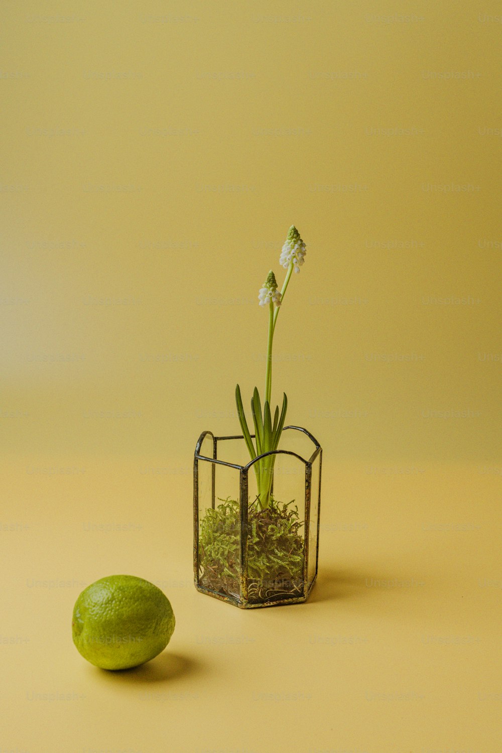 a small glass vase with a plant in it next to a lime