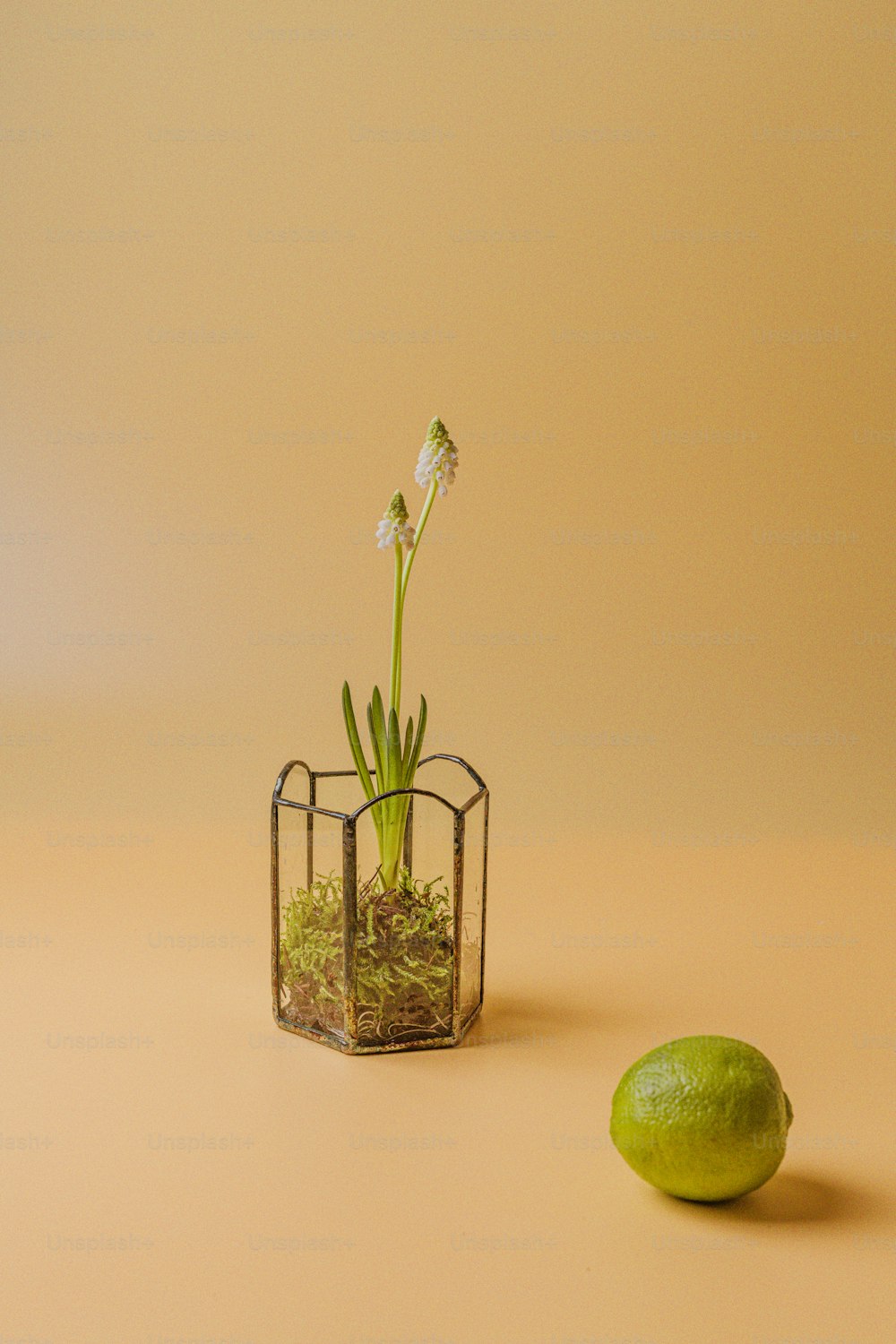 un petit vase en verre avec une plante à côté d’un citron vert