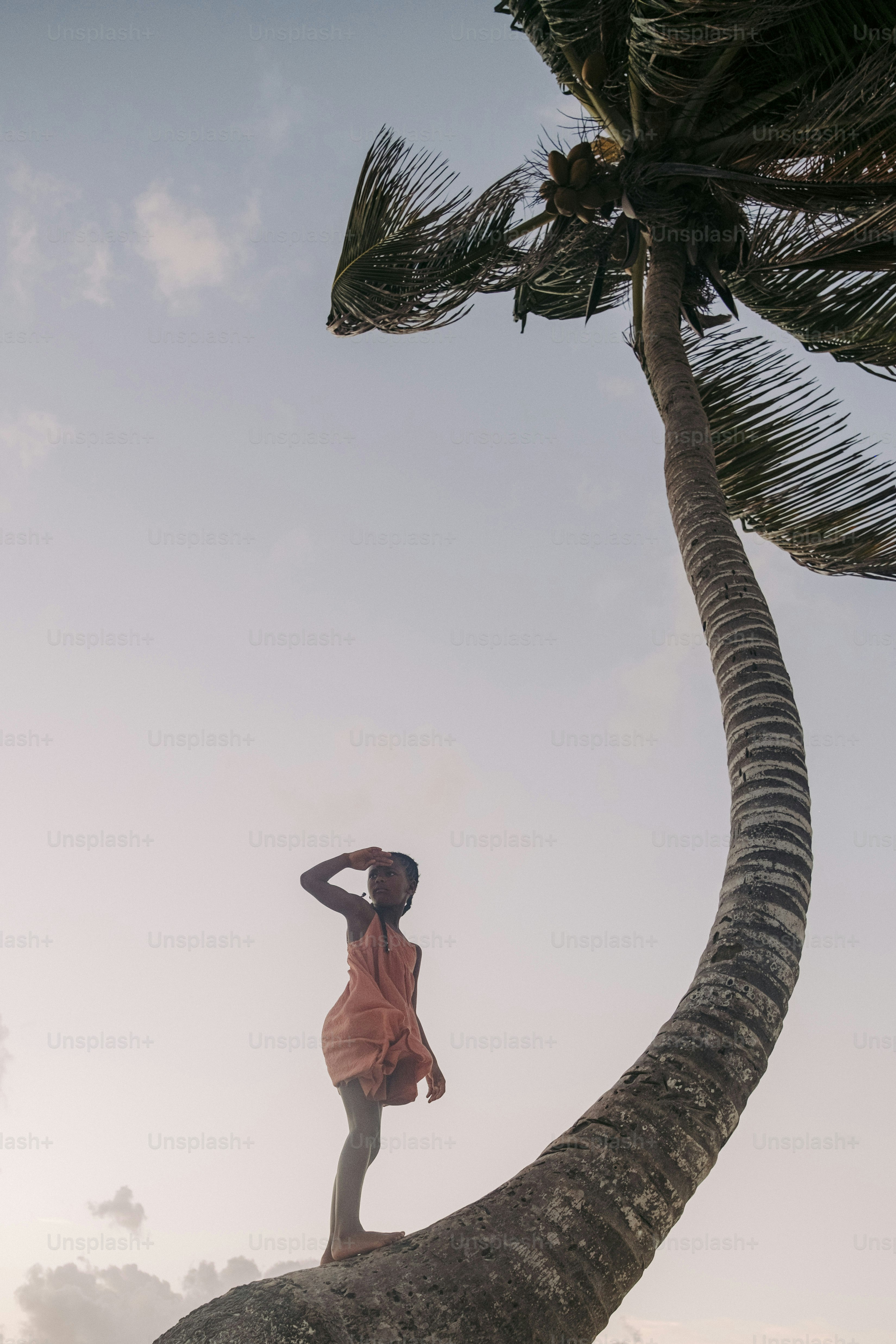 A man standing on top of a palm tree photo – Beach Image on Unsplash
